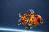 Short Body Thai Oranda  Calico 3.5 Inch (ID#1018To14b-80) Free2Day SHIPPING