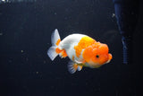 Juvenile Lionchu  Red White 4 Inch (ID#1115R11a-24) Free2Day SHIPPING