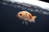 Baby Ranchu  Sakura 3 Inch (ID#0107R9c-27) Free2Day SHIPPING