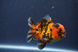 Short Body Thai Oranda  Calico 3.5 Inch (ID#1018To14b-80) Free2Day SHIPPING