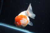 Lionhead  Red White 5 Inch (ID#307L9a-109) Free2Day SHIPPING