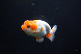 Juvenile Lionchu  Red White 4 Inch (ID#1115R11a-24) Free2Day SHIPPING