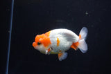 Juvenile Lionchu  Red White 4 Inch (ID#1115R11a-24) Free2Day SHIPPING