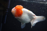 Lionhead  Red White 5 Inch (ID#307L9a-109) Free2Day SHIPPING