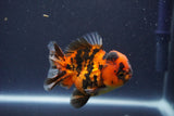 Short Body Thai Oranda  Calico 3.5 Inch (ID#1018To14b-80) Free2Day SHIPPING