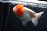 Lionhead  Red White 5 Inch (ID#307L9a-109) Free2Day SHIPPING
