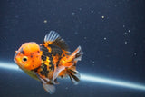 Short Body Thai Oranda  Calico 3.5 Inch (ID#1018To14b-80) Free2Day SHIPPING