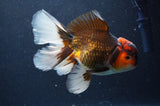 Thai Oranda  Tricolor 5.5 Inch (ID#415T6b-118)