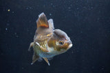 Thai Oranda  Bronze 5.5 Inch (ID#927To2b-82) Free2Day SHIPPING