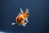 Short Body Thai Oranda  Calico 3.5 Inch (ID#1018To14b-80) Free2Day SHIPPING