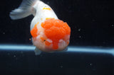 Lionhead  Red White 5 Inch (ID#307L9a-109) Free2Day SHIPPING