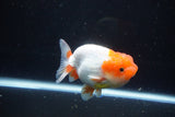 Juvenile Lionchu  Red White 3.5 Inch (ID#1115R11a-25) Free2Day SHIPPING