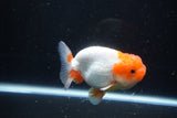 Juvenile Lionchu  Red White 3.5 Inch (ID#1115R11a-25) Free2Day SHIPPING