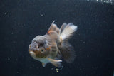 Thai Oranda  Bronze 5.5 Inch (ID#927To2b-82) Free2Day SHIPPING