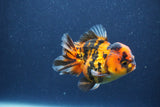 Short Body Thai Oranda  Calico 3.5 Inch (ID#1018To14b-80) Free2Day SHIPPING