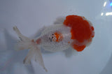 Lionhead  Red White 5 Inch (ID#307L9a-109) Free2Day SHIPPING