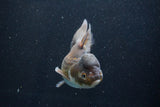 Thai Oranda  Bronze 5.5 Inch (ID#927To2b-82) Free2Day SHIPPING