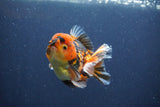 Short Body Thai Oranda  Calico 3.5 Inch (ID#1018To14b-80) Free2Day SHIPPING