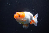 Juvenile Lionchu  Red White 3.5 Inch (ID#1115R11a-25) Free2Day SHIPPING