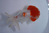 Lionhead  Red White 5 Inch (ID#307L9a-109) Free2Day SHIPPING