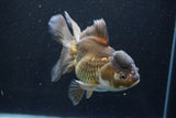 Thai Oranda  Bronze 5.5 Inch (ID#927To2b-82) Free2Day SHIPPING