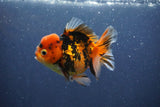 Short Body Thai Oranda  Calico 3.5 Inch (ID#1018To14b-80) Free2Day SHIPPING