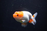 Juvenile Lionchu  Red White 3.5 Inch (ID#1115R11a-25) Free2Day SHIPPING