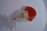 Lionhead  Red White 5 Inch (ID#307L9a-109) Free2Day SHIPPING