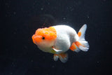 Juvenile Lionchu  Red White 3.5 Inch (ID#1115R11a-25) Free2Day SHIPPING