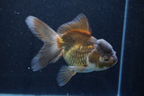 Thai Oranda  Bronze 5.5 Inch (ID#927To2b-82) Free2Day SHIPPING