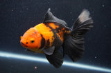 Thai Oranda  Red Black 6 Inch (ID#415T6c-119)