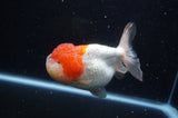 Lionhead  Red White 5 Inch (ID#307L9a-110) Free2Day SHIPPING