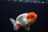 Juvenile Lionchu  Red White 3.5 Inch (ID#1115R11a-25) Free2Day SHIPPING