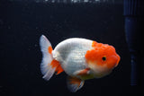 Juvenile Lionchu  Red White 3.5 Inch (ID#1115R11a-25) Free2Day SHIPPING