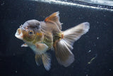 Thai Oranda  Bronze 5.5 Inch (ID#927To2b-82) Free2Day SHIPPING