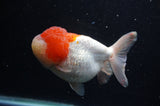 Lionhead  Red White 5 Inch (ID#307L9a-110) Free2Day SHIPPING