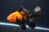 Thai Oranda  Red Black 6 Inch (ID#415T6c-119)