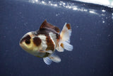 Short Body Thai Oranda  Panda 3.5 Inch (ID#1022To14b-79) Free2Day SHIPPING