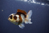 Short Body Thai Oranda  Panda 3.5 Inch (ID#1022To14b-79) Free2Day SHIPPING