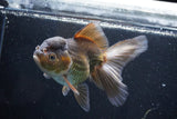 Thai Oranda  Bronze 5.5 Inch (ID#927To2b-82) Free2Day SHIPPING