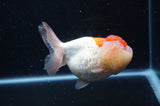 Lionhead  Red White 5 Inch (ID#307L9a-110) Free2Day SHIPPING