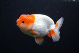 Juvenile Lionchu  Red White 3.5 Inch (ID#1115R11a-25) Free2Day SHIPPING