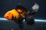 Thai Oranda  Red Black 6 Inch (ID#415T6b-119)