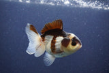 Short Body Thai Oranda  Panda 3.5 Inch (ID#1022To14b-79) Free2Day SHIPPING