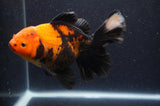 Thai Oranda  Red Black 6 Inch (ID#415T6c-119)