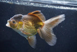 Thai Oranda  Bronze 5.5 Inch (ID#927To2b-82) Free2Day SHIPPING