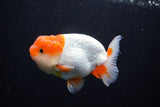 Juvenile Lionchu  Red White 3.5 Inch (ID#1115R11a-25) Free2Day SHIPPING