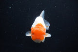 Juvenile Lionchu  Red White 3.5 Inch (ID#1115R11a-25) Free2Day SHIPPING