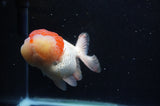 Lionhead  Red White 5 Inch (ID#307L9a-110) Free2Day SHIPPING