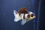 Short Body Thai Oranda  Panda 3.5 Inch (ID#1022To14b-79) Free2Day SHIPPING